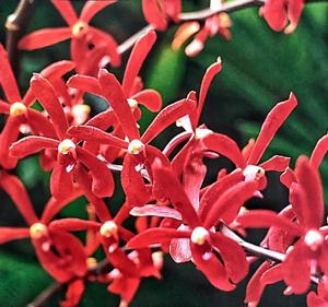 <i>Limara</i> Mandai Majesty