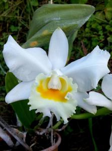 Cattleya Clark Herman