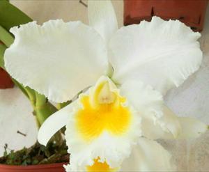 <i>Cattleya</i> Everest