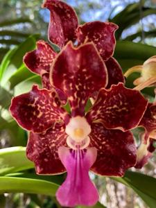 <i>Vanda</i> Banjong Gloria Messler
