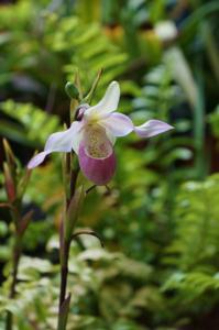 Phragmipedium Cardinale