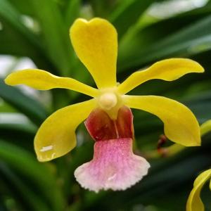 Vanda Motes Impetuous