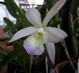 Brassocattleya Aka's Angel