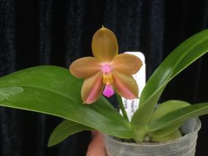 Phalaenopsis Pylo's Fox