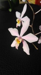 <i>Renanthopsis</i> Sunset of Wanne-Eickel