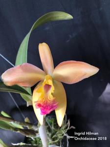Cattleya Helen Veliz-Salsa Roja