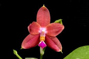 Phalaenopsis Princess Kaiulani