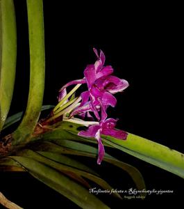 Vandachostylis Pinky