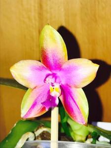 <i>Phalaenopsis</i> Crimson Cherub-Dragon Tree Eagle