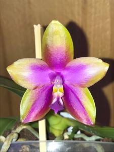 Phalaenopsis Crimson Cherub-Dragon Tree Eagle