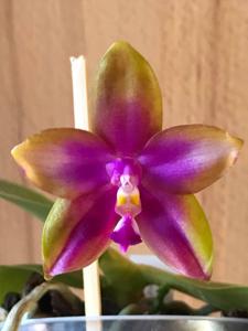 Phalaenopsis Crimson Cherub-Dragon Tree Eagle