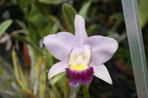 <i>Cattleya</i> Tanya Duncan