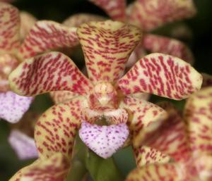 Acampostylis Thailand Vacation Destination