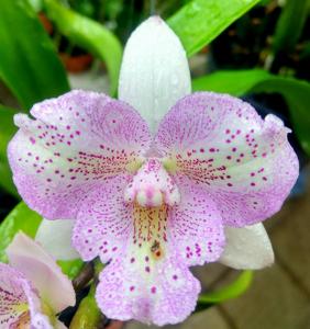 Caulocattleya Chantilly Lace