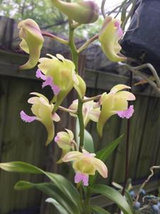 Aeridovanda Tzeng-Wen Happy