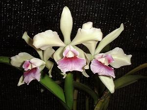 <i>Cattleya</i> Elegans (1917)