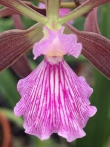 Encyclia Paula Gross