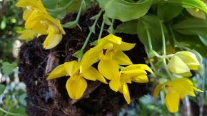 Promenzella Sunlight