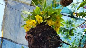 Promenzella Sunlight