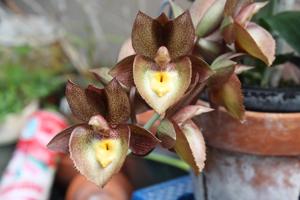 Catasetum Louise Clarke
