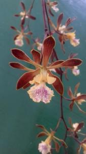 Encyclia Golden Sunset