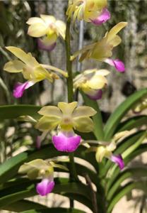 <i>Vandachostylis</i> Crownfox