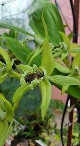<i>Coelogyne</i> Burfordiense