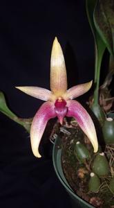 Bulbophyllum Joyce Krym-Ingalls
