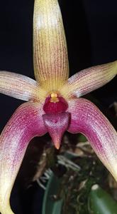 Bulbophyllum Joyce Krym-Ingalls