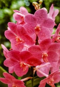 Vanda Leng