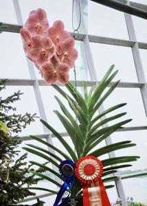 <i>Vanda</i> Chulita