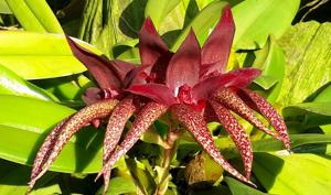 Bulbophyllum Siam Scorpion Claw