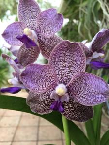 <i>Vanda</i> Mem. Louis Hatos