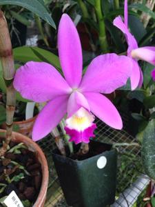 <i>Cattleya</i> Brian Carwile