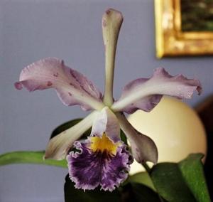 Cattleya whitei