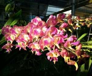 Perreiraara Parichart