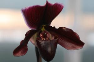 <i>Paphiopedilum</i> Duncan Ross