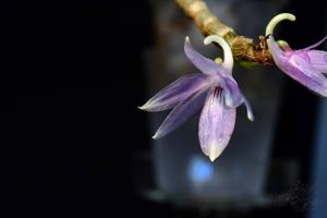 <i>Dendrobium</i> Gonzayak