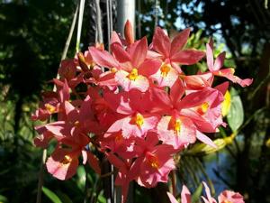 <i>Brassokeria</i> Hedva Pener