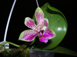 Phalaenopsis Vincent Cabrol