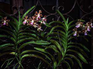 Vanda Emrys Chew