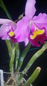 Rhyncholaeliocattleya Taichung Beauty