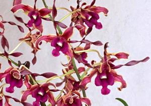 <i>Dendrobium</i> Alice Kiat Kim Tan