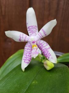 <i>Phalaenopsis</i> Jakarta Sunset