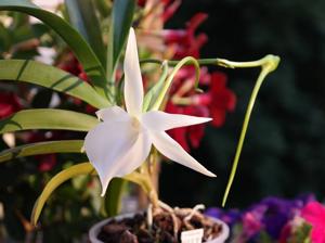 Angraecum Lady Lisa-sesquipedale