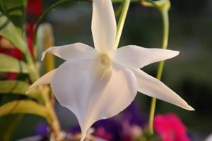 Angraecum Lady Lisa-sesquipedale