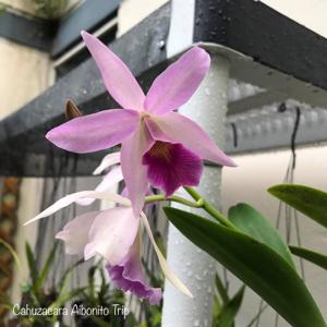 <i>Cahuzacara</i> Aibonito Trip