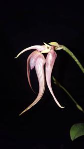 Bulbophyllum Icicles-echinolabium