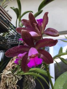 Catyclia Memoria Betty Thompson-leopoldii