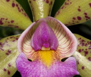 Cattleya Quinquecolor